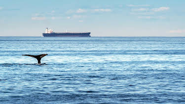 18:00: Ostseereport - Unterwasserlärm im Meer | Radio Bremen | 6/14 2026