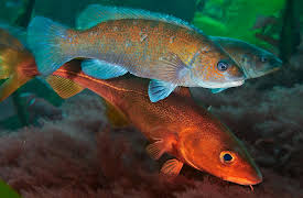 Sea Change: The Gulf of Maine, A NOVA Special Presentation, Season 1: Sea Change: Bounty