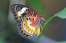 The Zoo: San Diego: Episode 5