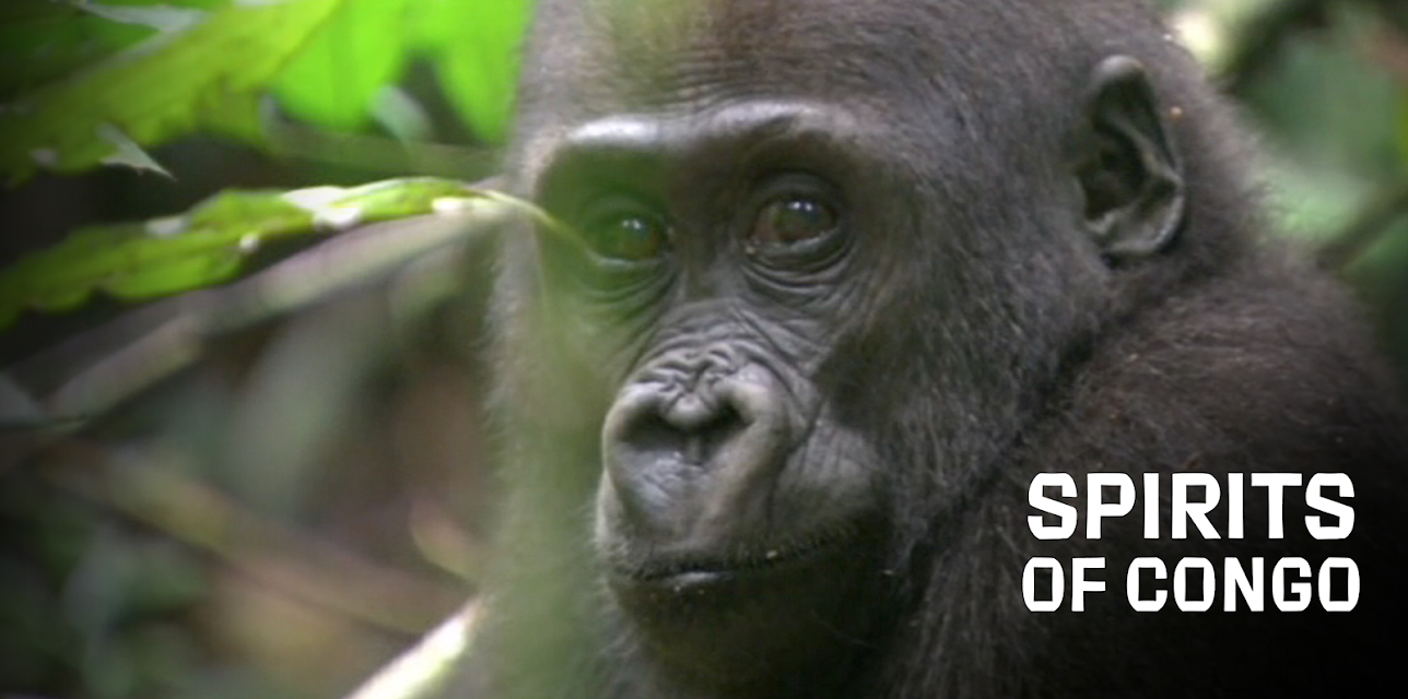 Spiritis of the Congo (2012)