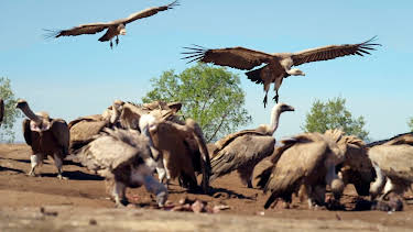 16:35: Naturparks in Portugal | Arte | 8/29 2026