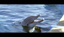 Bernie, der Delfin - Ein Sommer voller Abenteuer