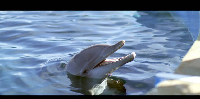 08:40: Bernie, der Delfin - Ein Sommer voller Abenteuer | RTL 2 | 12/20 2025