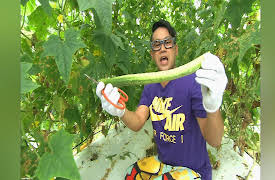 Dining Al Fresco: Kema Cucumber