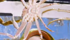 Pesca radical: Espantada bajo cero