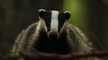 21:00: Dachse | SR Fernsehen | 4/19 2026