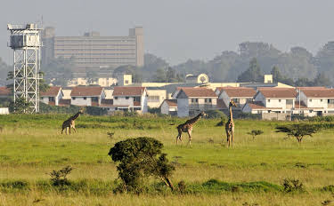 14:40: Wildes Nairobi - Wo Leoparden durch Gärten schleichen | 3SAT | 10/7 2026