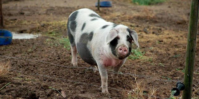 20:15: Zur Sache Extra - Der Wahlsieger im Gespräch | SWR Fernsehen BW | 3/9 2026