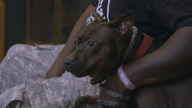 14:00: Pit Bulls & Parolees (S9 E12) (S9) | Animal Planet | 3/31 2026