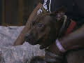Pit Bulls & Parolees