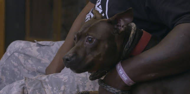 07:40: Pit Bulls & Parolees (S9 E12) (S9) | Animal Planet | 11/22 2025