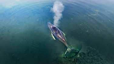 17:30: Die Nordreportage: Gestrandet: Ein Wal in der Ostsee | Tagesschau 24 | 4/25 2026