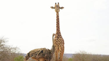 12:10 PM: Hamza Loves Animals: Africa (S1) | Cbeebies | 7/4 2026