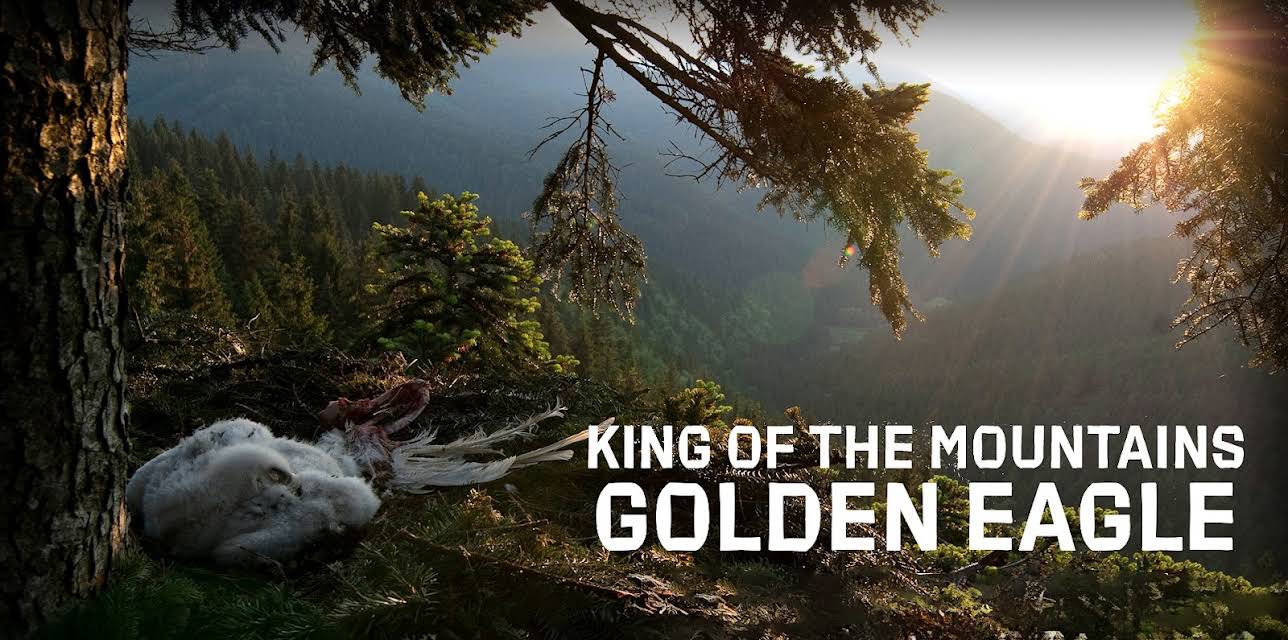 King of the Mountains, Golden Eagle (2015)