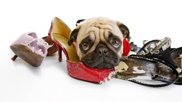 10:00 AM: Bad Dog (S3 E1) (S3) | Animal Planet | 1/1 2026