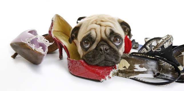 9:00 AM: Bad Dog (S3 E1) (S3) | Animal Planet | 11/6 2025