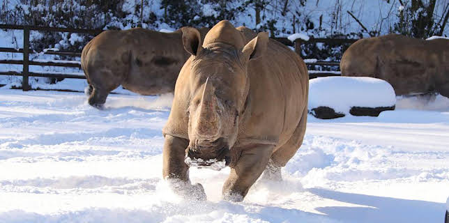 10:45 AM: Animal Park | BBC One Scotland | 12/10 2025