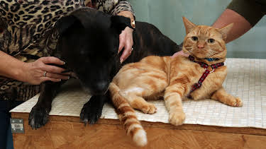 4:00 PM: The Supervet: Noel Fitzpatrick (S3 E9) (S3) | W | 4/13 2026