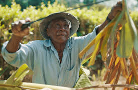 Lev till 100: De blå zonernas hemligheter: Slutet för de blå zonerna?