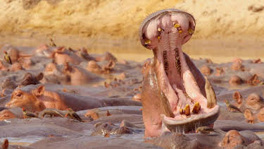 16:20: Grandes Documentales Zambia Salvaje | LA 2 | 3/28 2026