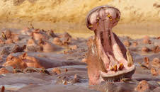 Documental  Zambia Salvaje