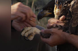 West of the West: Tales from California's Channel Islands: Return