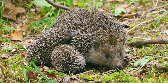 15:50: Das Jahr des Igels | 3SAT | 12/12 2025