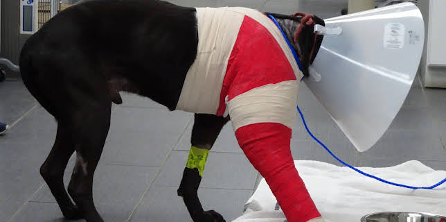 18:00: The Heart Of A Pit Bull (S4 E6) (S4) | Animal Planet | 1/26 2026