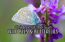 Children of the Sun - Wild Bees & Butterflies: Butterflies