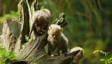 Tiere im Zoo