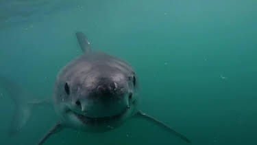 10:00 PM: When Sharks Attack (S8 E2) (S8) | Nat Geo Wild | 9/3 2026