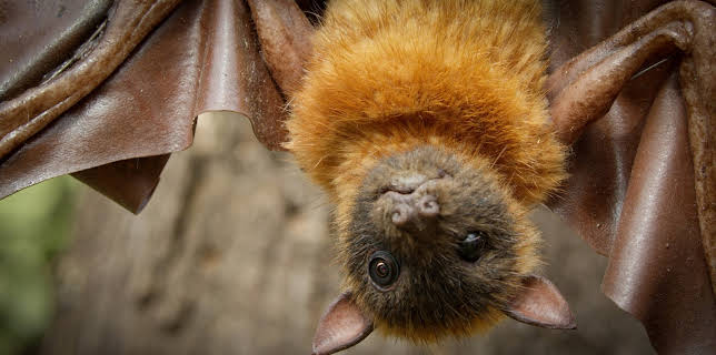 13:20: Undercover unter Tieren (1/4) | 3SAT | 11/16 2025