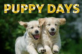 Puppy Days Season 1: Home Sweet Home?