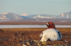 America's National Parks (Classic): Gates of the Arctic