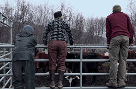 Alaska: The Last Frontier, Season 1: Cattle Drive