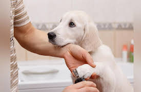 Dog Training 101: Husbandry: Limb Handling and Toothbrushing