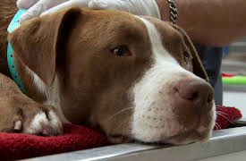 Animal Cops Season 20: Down to Business