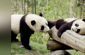 Pandamonium: Lu Lu's Tale