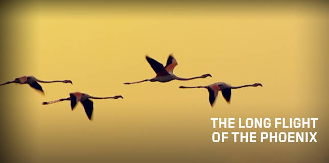 The Long Flight of the Phoenix (2008)