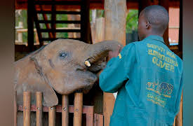 Guardians Of The Wild: Elephant Rescue