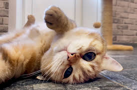 Tastemade's Reno Rundown: Pet Projects