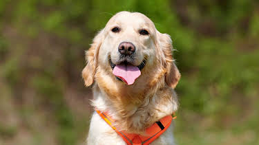 18:00: Tiere suchen ein Zuhause | WDR Fernsehen | 4/26 2026