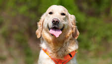 Tiere suchen ein Zuhause