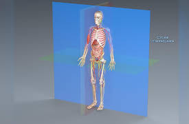 How We Move: The Gross Anatomy of Motion: The Essential Language of Anatomy