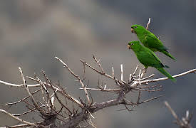 Life on Fire: Phoenix Temple