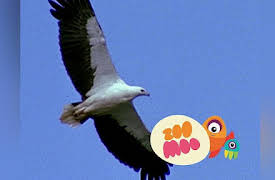 Growing Up: Crouching Dingo Hidden Coucal