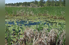 Expeditions With Patrick McMillan: The Rice Kingdom
