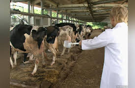 Crazy Labo: Episode 20