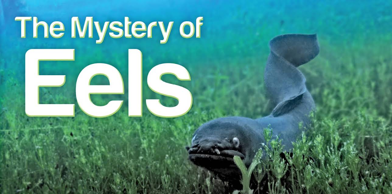 The Mystery of Eels (2013)