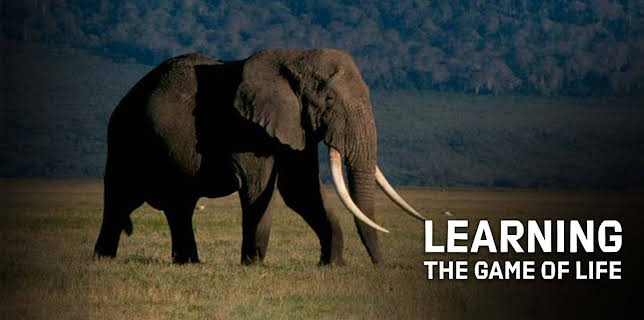 Learning the Game of Life (2005)